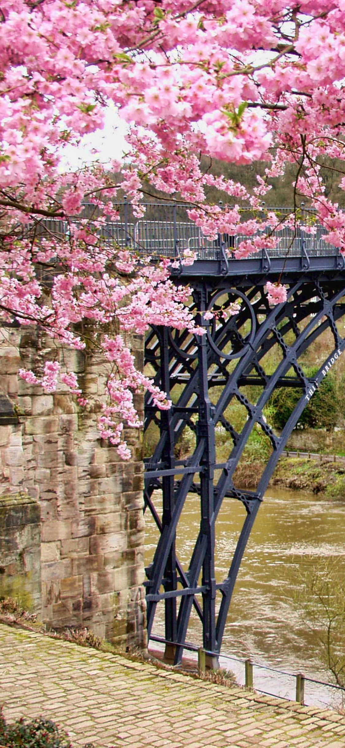 蔷薇科唯美的爱情樱花520手机壁纸-皮皮兔动漫