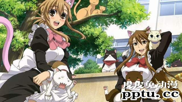 “有生之年”系列—「猫愿三角恋」