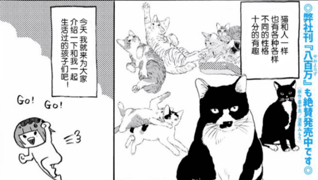 みもり治愈小短篇「猫咪超可爱！！」-皮皮兔动漫