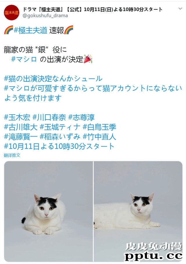 真人电视剧「极主夫道」追加出演者 龍家的猫-皮皮兔动漫