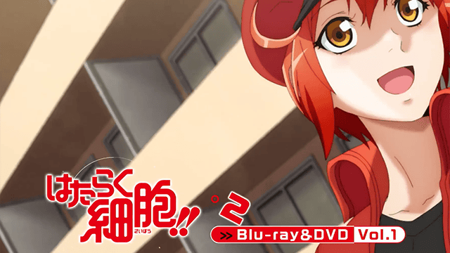 电视动画「工作细胞!!」第一卷BD CM公开