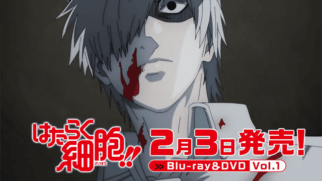 电视动画「工作细胞!!」第一卷BD CM公开